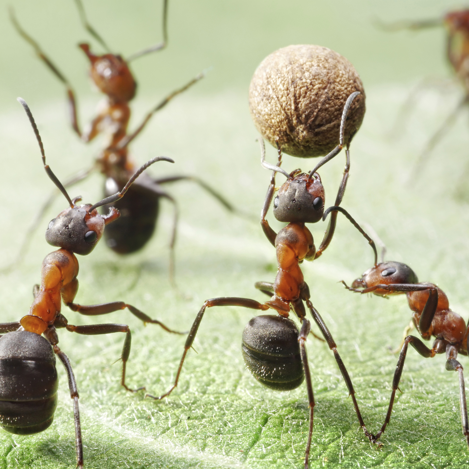 équipes_fourmis