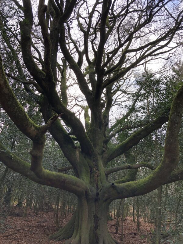 arbre