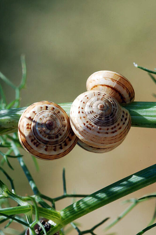 spirale