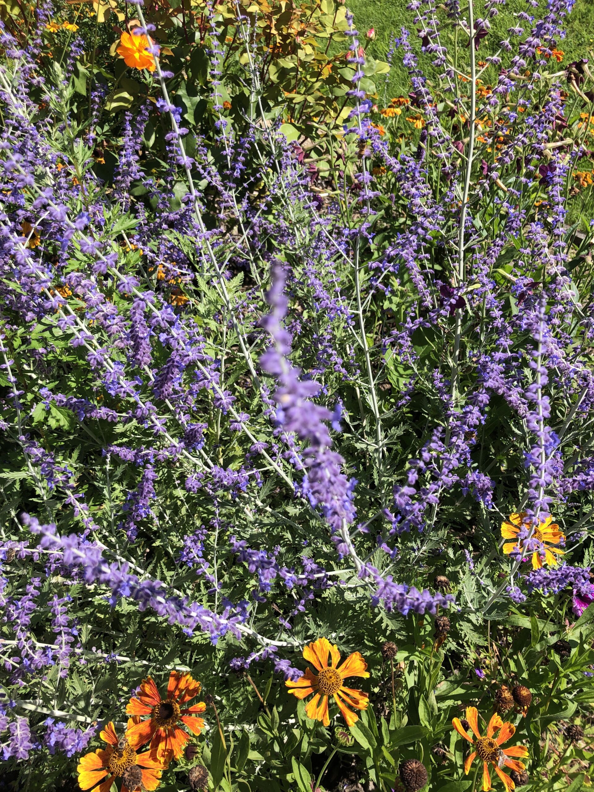 plantes